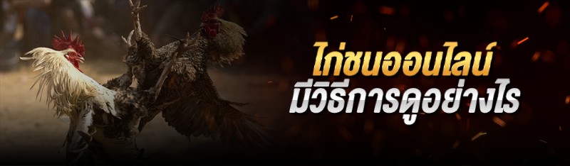 ไก่ชนออนไลน์ มีวิธีการดูอย่างไร